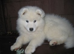 słodki, szczeniak, Samojed