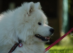 Samojed, serduszko, smycz