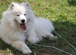 język, Samojed