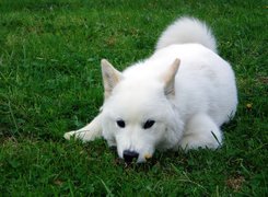 biały, Samojed, zielona, trawa