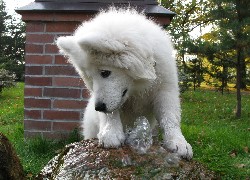 Samojed, fontanna