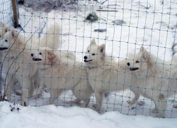 Samojed, ogrodzenie