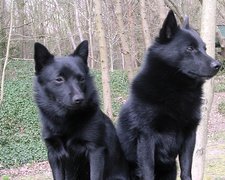 dwa, siedzące, Schipperke