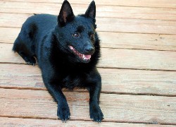 Schipperke, deski