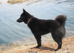 Schipperke, woda