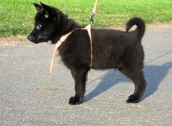 Schipperke, Szczeniak, szelki