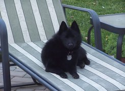 Schipperke, leżak