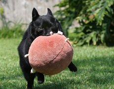 Schipperke, zabawka