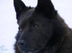 głowa, Schipperke