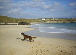 Seter irlandzki, plaża, piłka