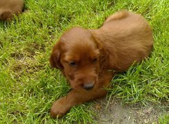 Cocker spaniel angielski