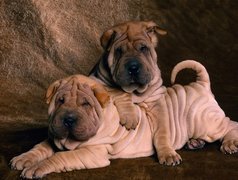 dwa, słodkie, Shar Pei