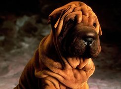 soczysto-brązowy, Shar Pei