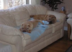 dwa, Shar Pei, jasna, skórzana, sofa