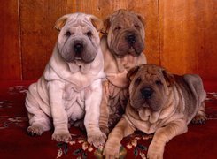 trzy, Shar Pei