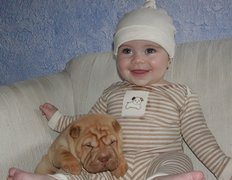 słodki, szczeniak, Shar Pei, zadowolone, dziecko