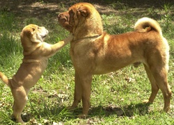 dorosły, szczeniak, Shar Pei, trawa