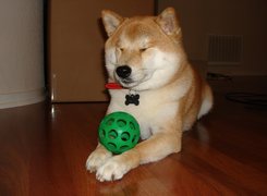 Shiba inu, zielona, piłka