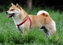 Shiba inu, czerwone, szelki