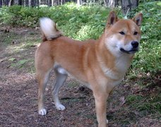 Shiba inu