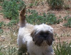 Shih Tzu