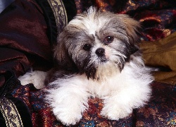 słodki, Shih Tzu