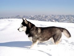 Siberian Husky, zima