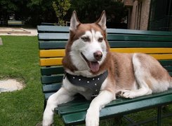 Siberian Husky, zielono-żółta, ławka