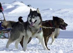 Siberian Husky, śnieg, sanie