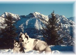 dwa, Siberian Husky, góry