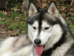 czarno-biały, Siberian Husky, język