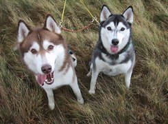 czarny, brązowy, Siberian Husky