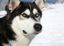 pysk, Siberian Husky