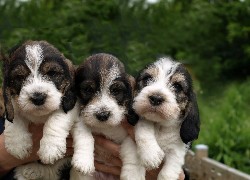 Petit Basset Griffon Vendéen, Szczeniaki