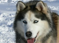 język, Siberian Husky, śnieg