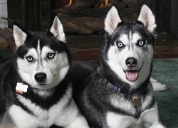 dwa, czarne, Siberian Husky