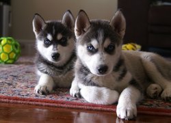 Siberian Husky, zielona, piłka