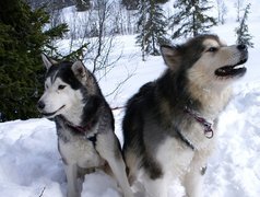 Siberian Husky, choinki, zima