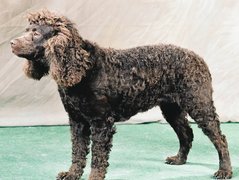 Amerykański spaniel dowodny