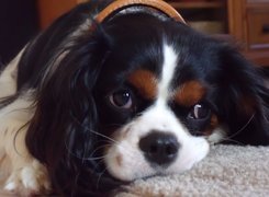 czarno-biały, Cavalier King Charles spaniel