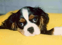 głowa, Cavalier King Charles spaniel