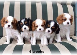 pięć, słodkich, szczeniaków, Cavalier King Charles spaniel