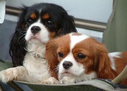 słodkie, Cavalier King Charles spaniel