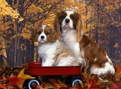 Cavalier King Charles spaniel, złota