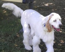 Clumber spaniel