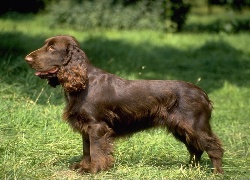 Field spaniel, brązowe, umaszczenie