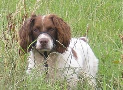 Springer spaniel angielski, wysoka, trawa