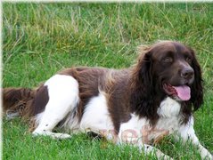 Springer spaniel angielski, biało-brązowe, umaszczenie