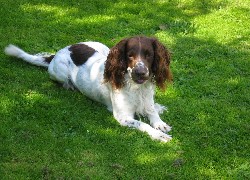 Springer spaniel angielski, zielona, trawa