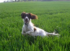 biegnący, Springer spaniel angielski